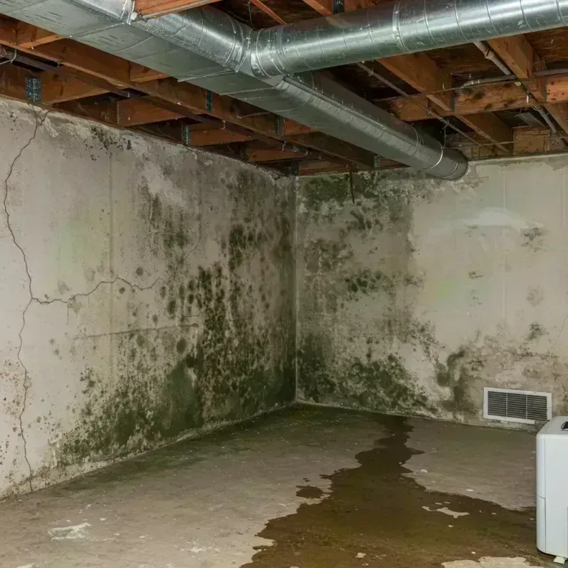 Professional Mold Removal in Perry County, KY